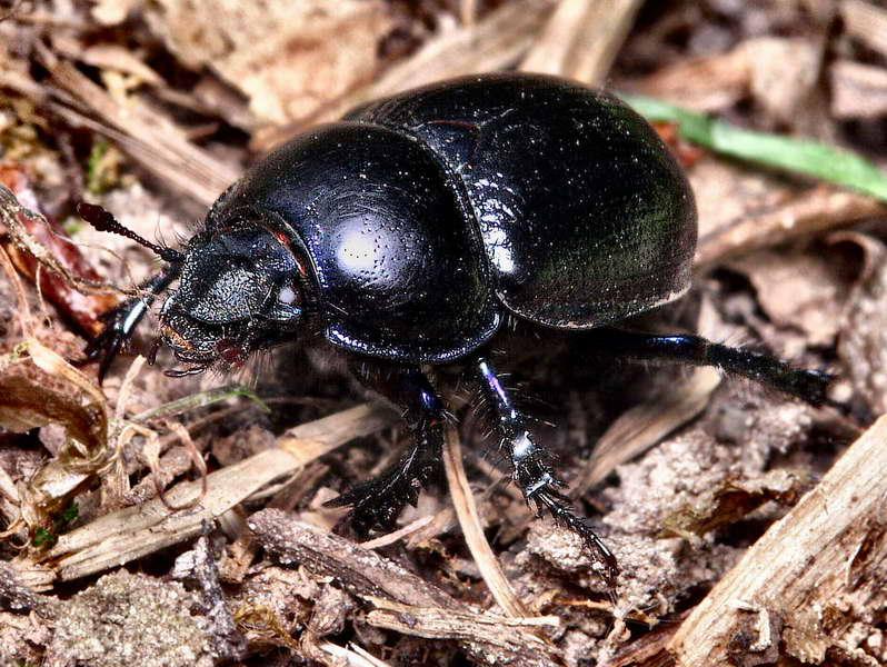 copris commun-01.jpg